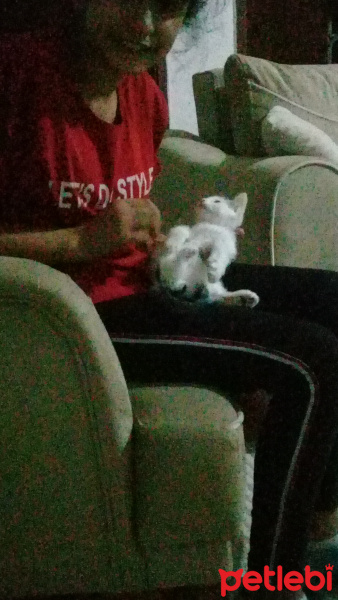 Tekir Kedi, Kedi  Muffy fotoğrafı