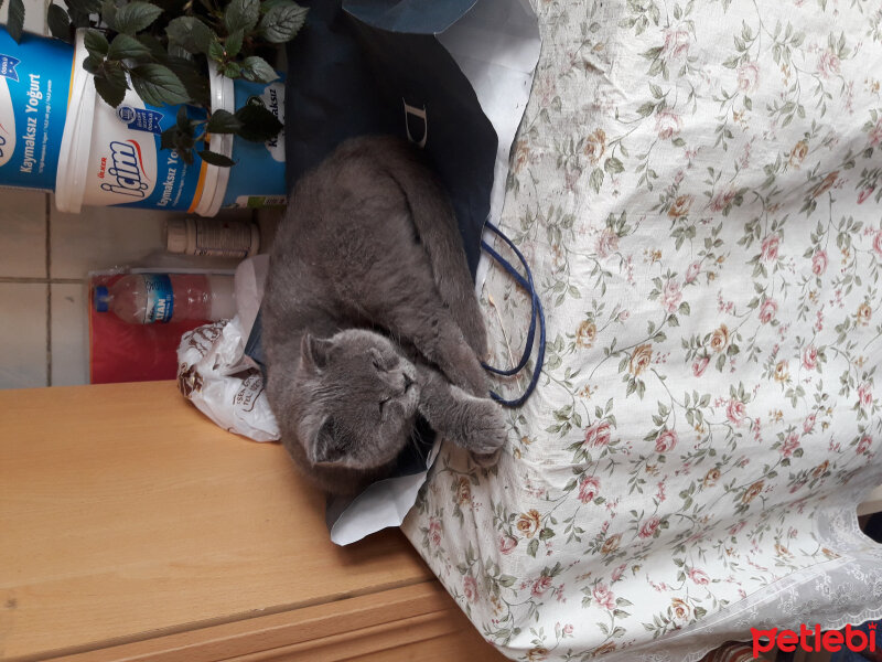 Scottish Fold, Kedi  OSCAR fotoğrafı