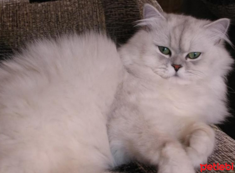 Chinchilla, Kedi  Çakır fotoğrafı