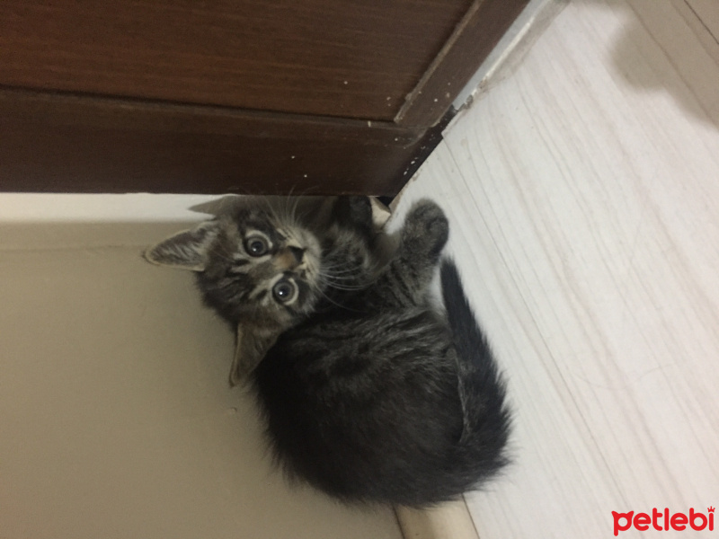 Tekir Kedi, Kedi  Adı yok fotoğrafı