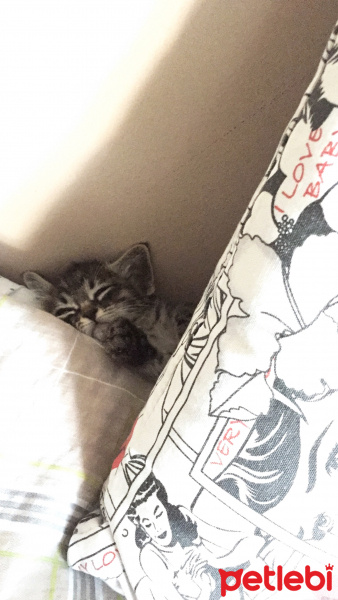 Tekir Kedi, Kedi  Adı yok fotoğrafı