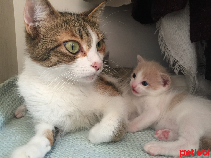 Tekir Kedi, Kedi  Eyşan fotoğrafı