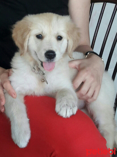 Golden Retriever, Köpek  Şarap fotoğrafı