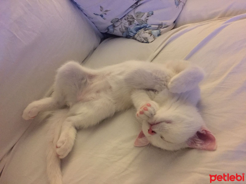 Ankara Kedisi, Kedi  Sütlaç fotoğrafı