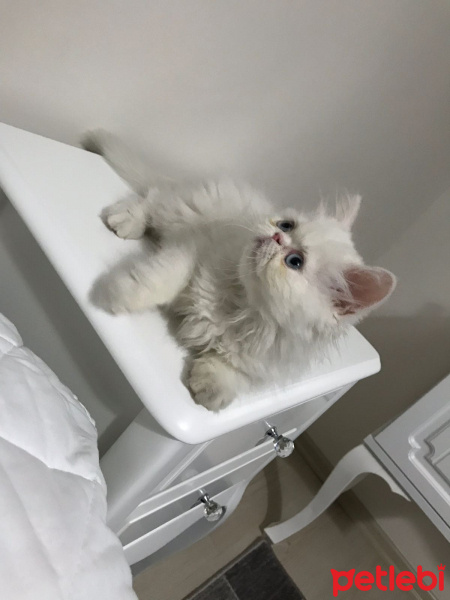 İran Kedisi (Persian), Kedi  Tofi fotoğrafı