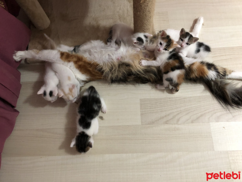 Tekir Kedi, Kedi  Oya fotoğrafı