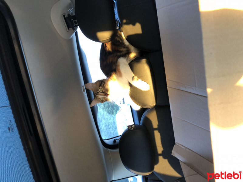 Tekir Kedi, Kedi  Oya fotoğrafı
