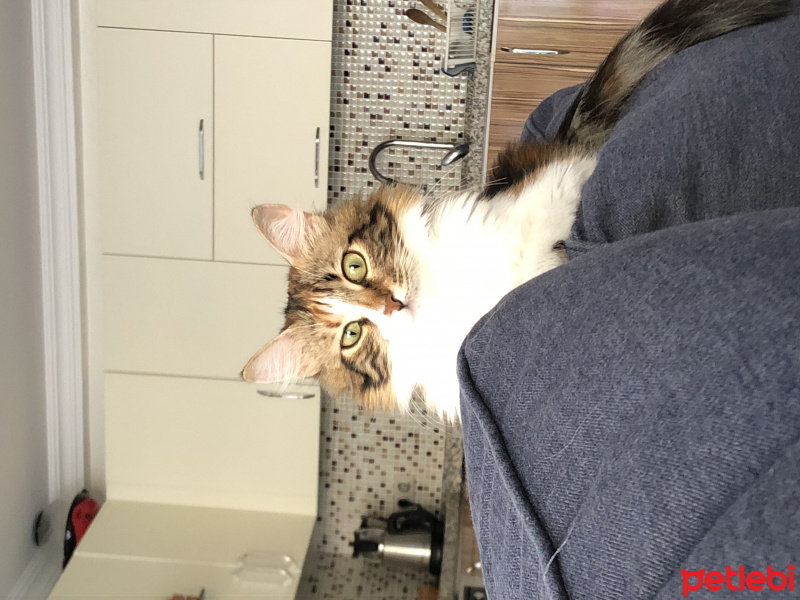 Tekir Kedi, Kedi  Oya fotoğrafı