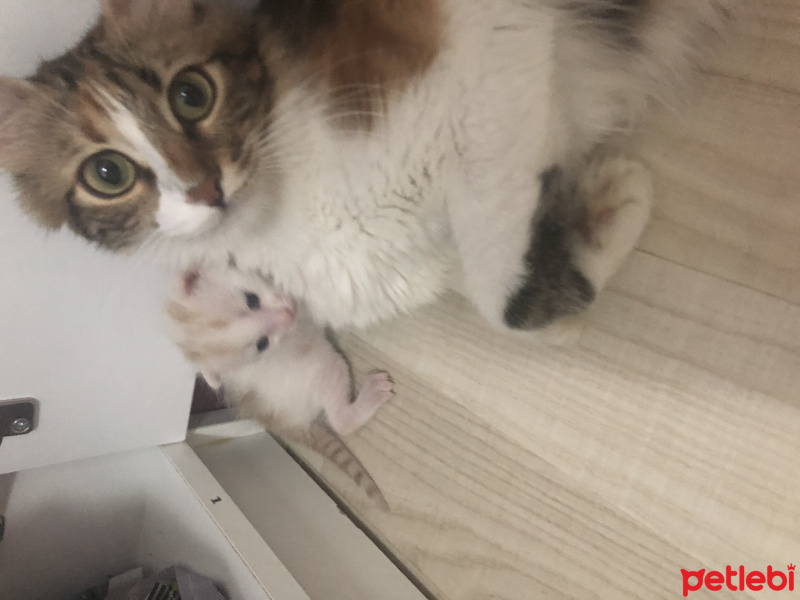 Tekir Kedi, Kedi  Oya fotoğrafı