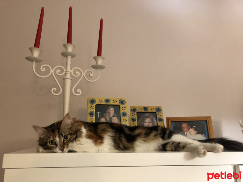 Tekir Kedi, Kedi  Oya fotoğrafı