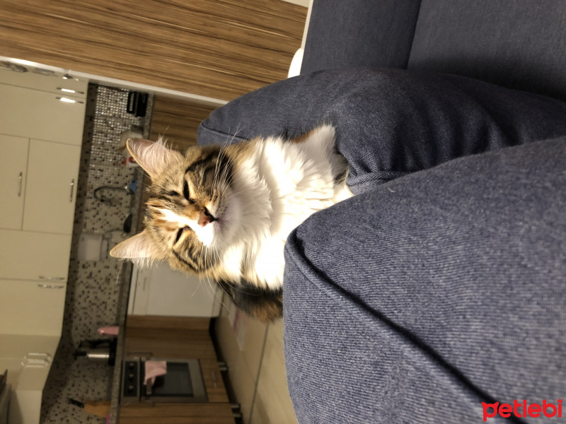 Tekir Kedi, Kedi  Oya fotoğrafı