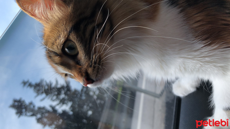 Tekir Kedi, Kedi  Oya fotoğrafı