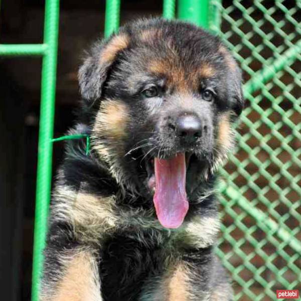 Alman Çoban Köpeği, Köpek  Duke von Parkour fotoğrafı