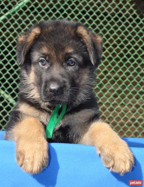 Alman Çoban Köpeği, Köpek  Duke von Parkour fotoğrafı