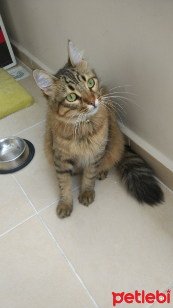 Tekir Kedi, Kedi  Şimi Rıza fotoğrafı