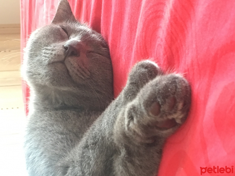 British Shorthair, Kedi  Duman fotoğrafı