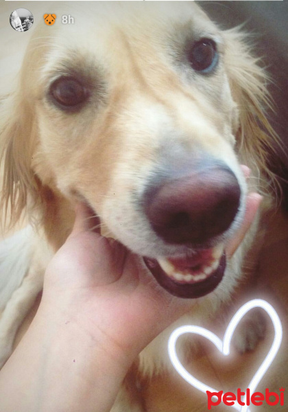 Golden Retriever, Köpek  Simba fotoğrafı