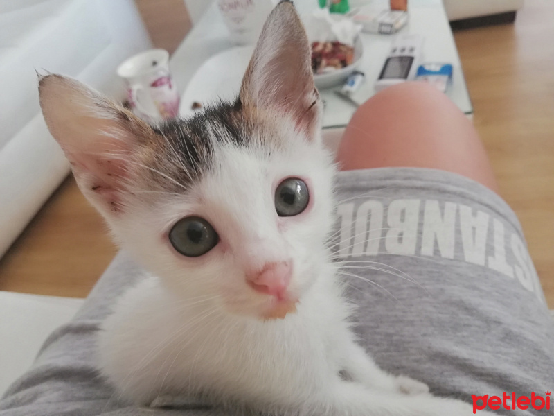 Van Kedisi, Kedi  Mia fotoğrafı
