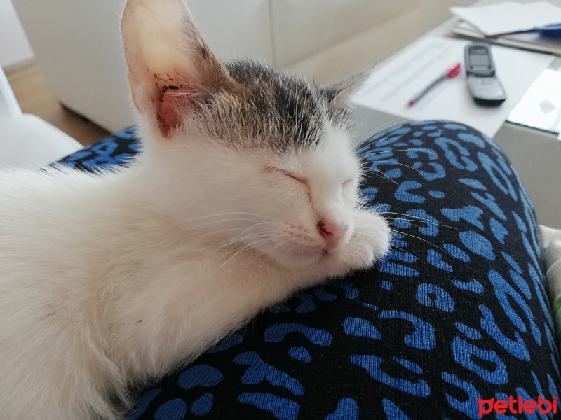Van Kedisi, Kedi  Mia fotoğrafı