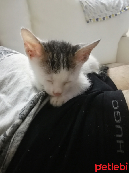 Van Kedisi, Kedi  Mia fotoğrafı