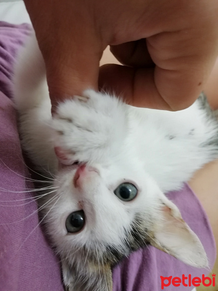 Van Kedisi, Kedi  Mia fotoğrafı