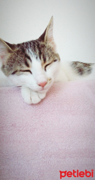 Tekir Kedi, Kedi  Fatmagül fotoğrafı