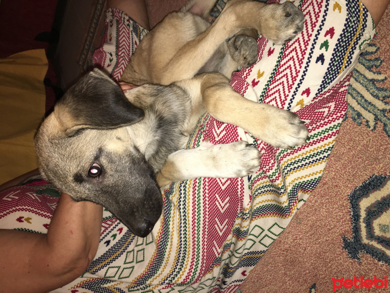 Kangal, Köpek  Kumsal fotoğrafı