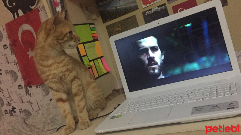 Tekir Kedi, Kedi  Badem fotoğrafı