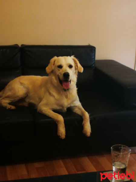 Golden Retriever, Köpek  - fotoğrafı