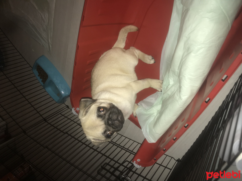 Pug, Köpek  Tozi fotoğrafı