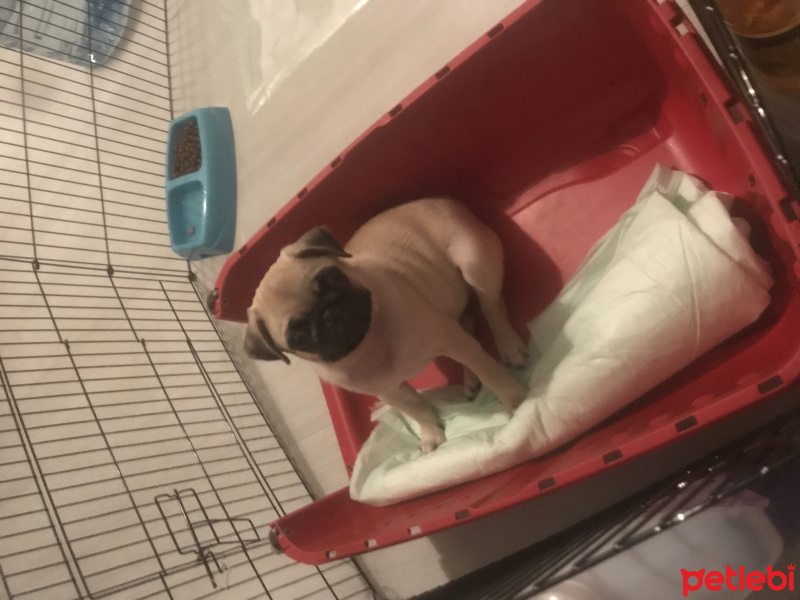 Pug, Köpek  Tozi fotoğrafı