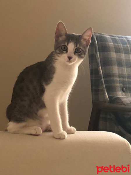 Tekir Kedi, Kedi  şapşik fotoğrafı