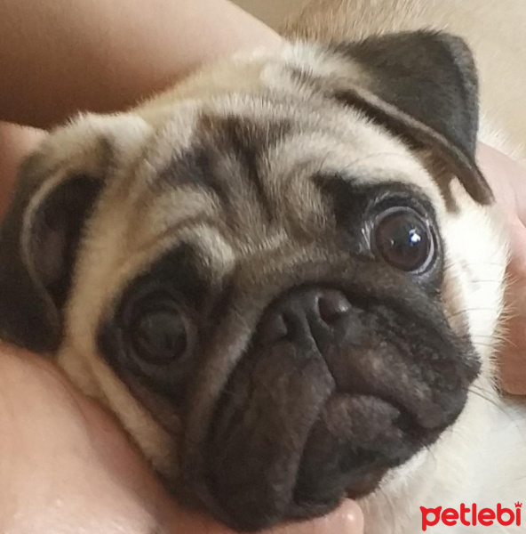 Pug, Köpek  Pikil fotoğrafı