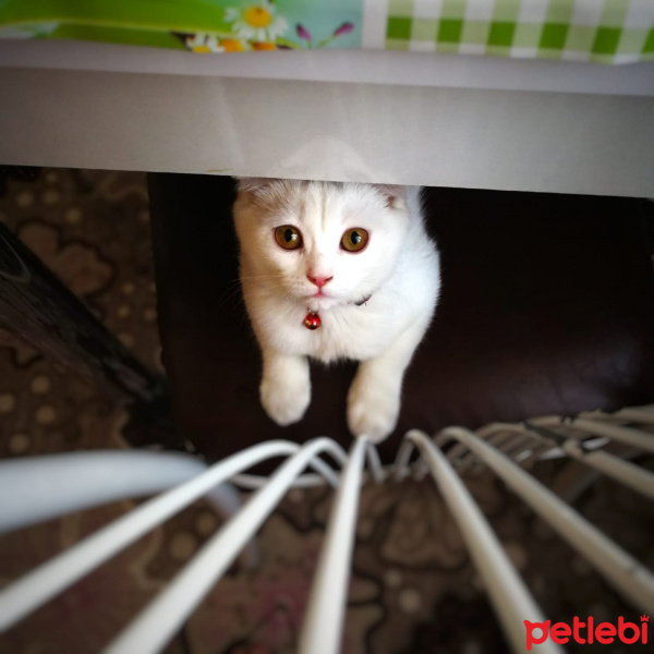 Scottish Fold, Kedi  Pamuk fotoğrafı