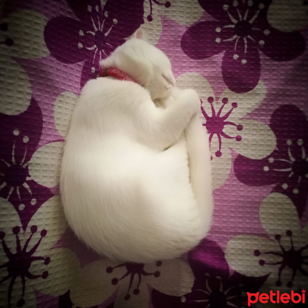 Scottish Fold, Kedi  Pamuk fotoğrafı