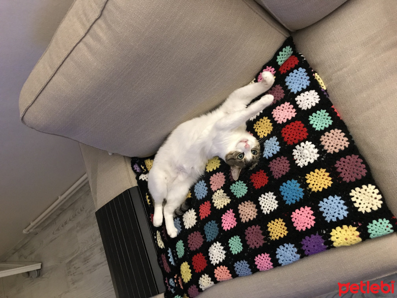Tekir Kedi, Kedi  Pontik fotoğrafı