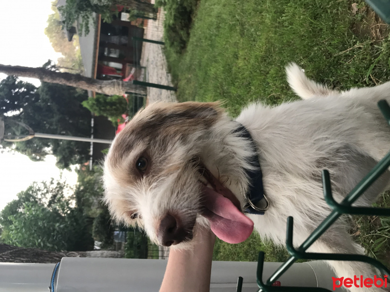 Airedale Terrier, Köpek  Çiko fotoğrafı