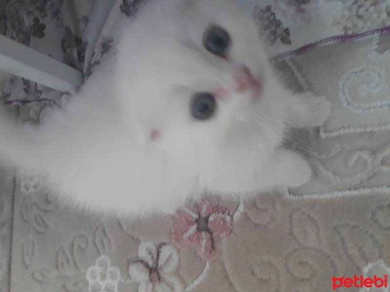 British Shorthair, Kedi  Bulut fotoğrafı