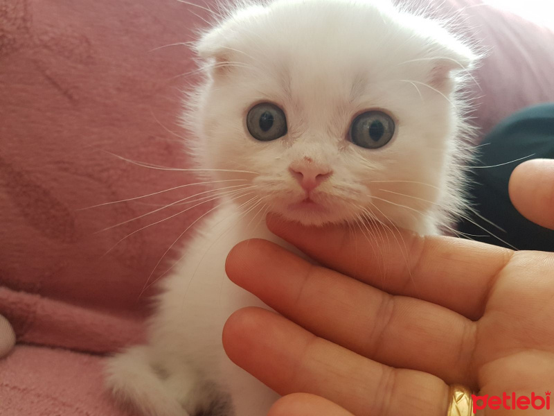 British Shorthair, Kedi  Bulut fotoğrafı