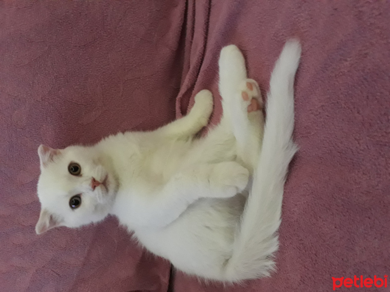 British Shorthair, Kedi  Bulut fotoğrafı