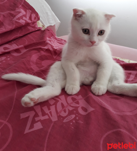 British Shorthair, Kedi  Bulut fotoğrafı
