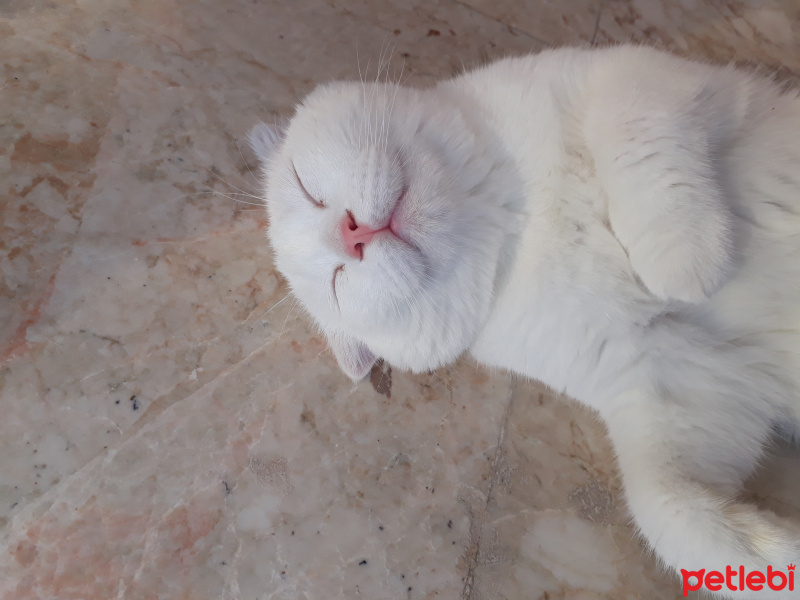 British Shorthair, Kedi  Bulut fotoğrafı