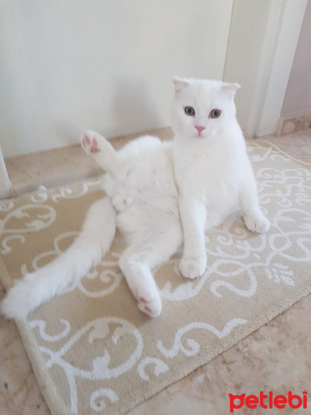 British Shorthair, Kedi  Bulut fotoğrafı