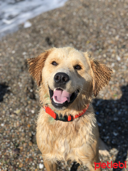 Golden Retriever, Köpek  Loki fotoğrafı