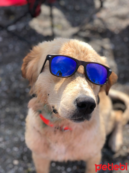 Golden Retriever, Köpek  Loki fotoğrafı