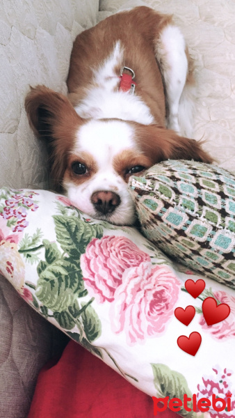Cavalier King Charles Spanieli, Köpek  Shila fotoğrafı