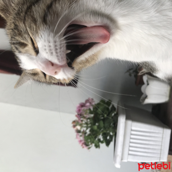 Tekir Kedi, Kedi  Zarife fotoğrafı