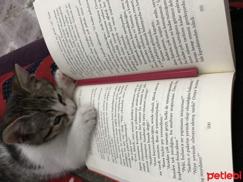 Tekir Kedi, Kedi  Yaramaz fotoğrafı