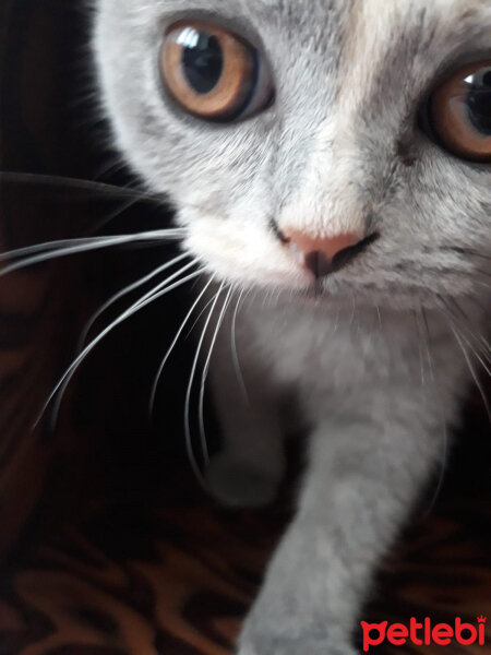 British Shorthair, Kedi  Lavinia fotoğrafı