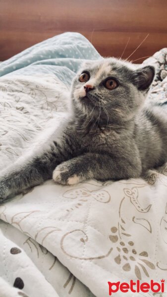 British Shorthair, Kedi  Lavinia fotoğrafı